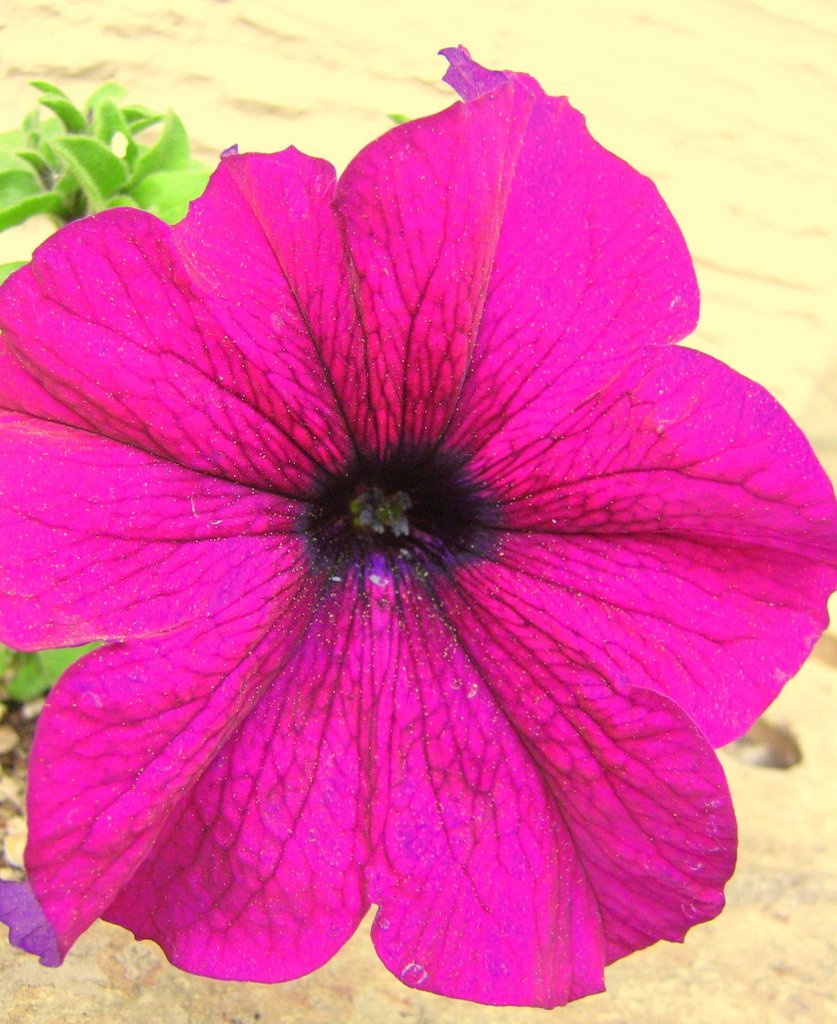 Stunning, Bright Flowers in West Edmonton, AB by David Cure-Hryciuk