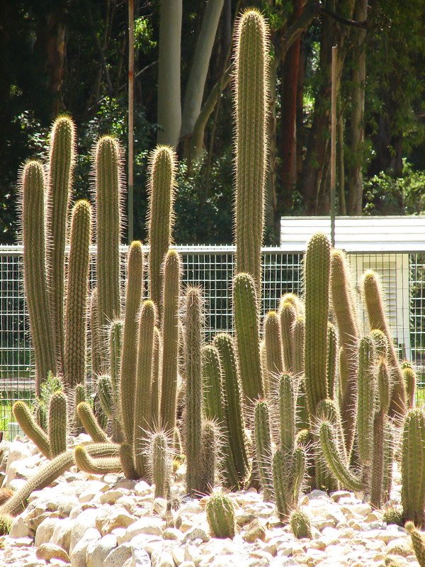 Cactus columnares by Oscar Fernández C