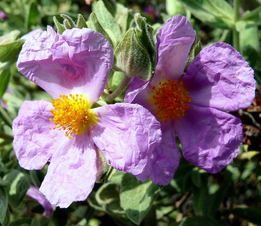 Flora de Pezuela de las Torres, Falsa Jara. by Jose Luis hernandez …