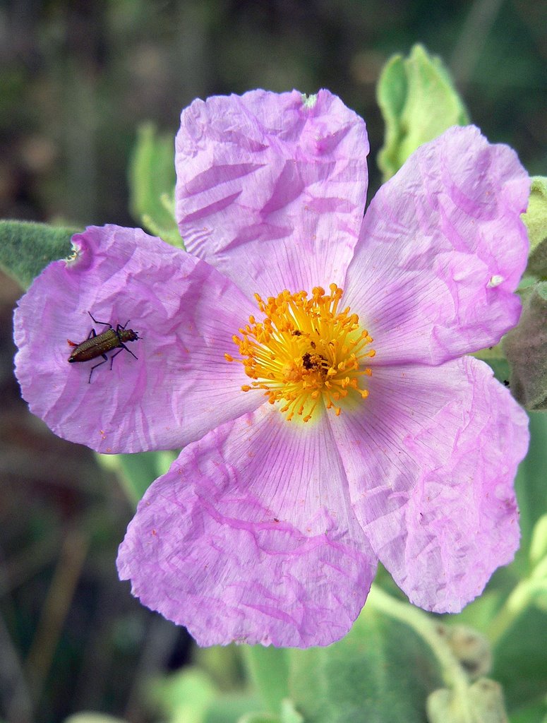 Flora de Pezuela de las Torres, Falsa Jara. by Jose Luis hernandez …