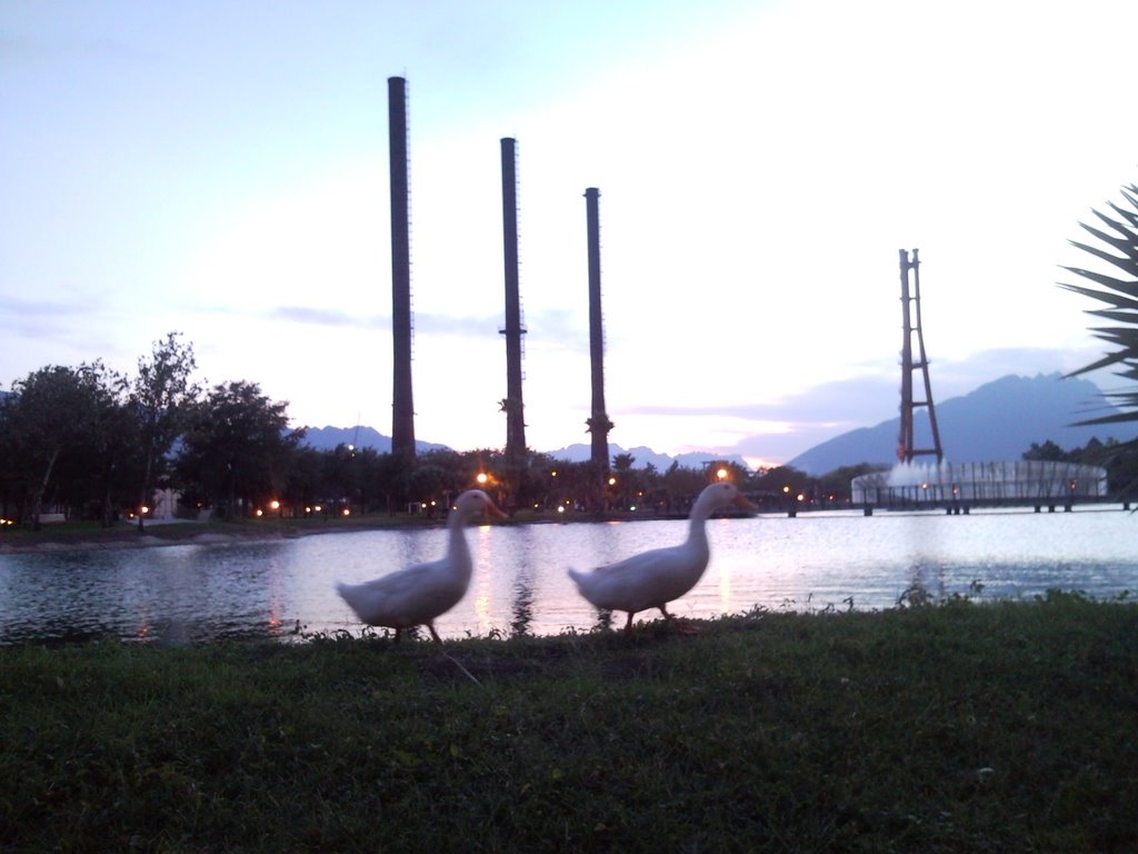 Patos en el Parque Fundidora by pacoroman