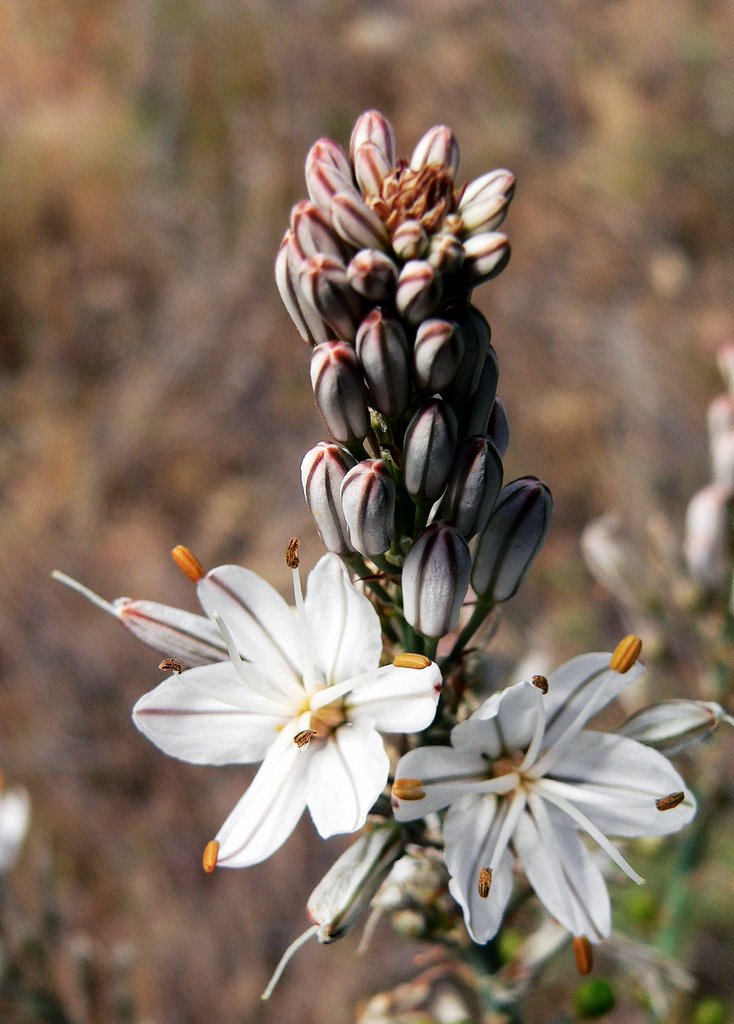 Flora de Pezuela de las Torres, by Jose Luis hernandez …