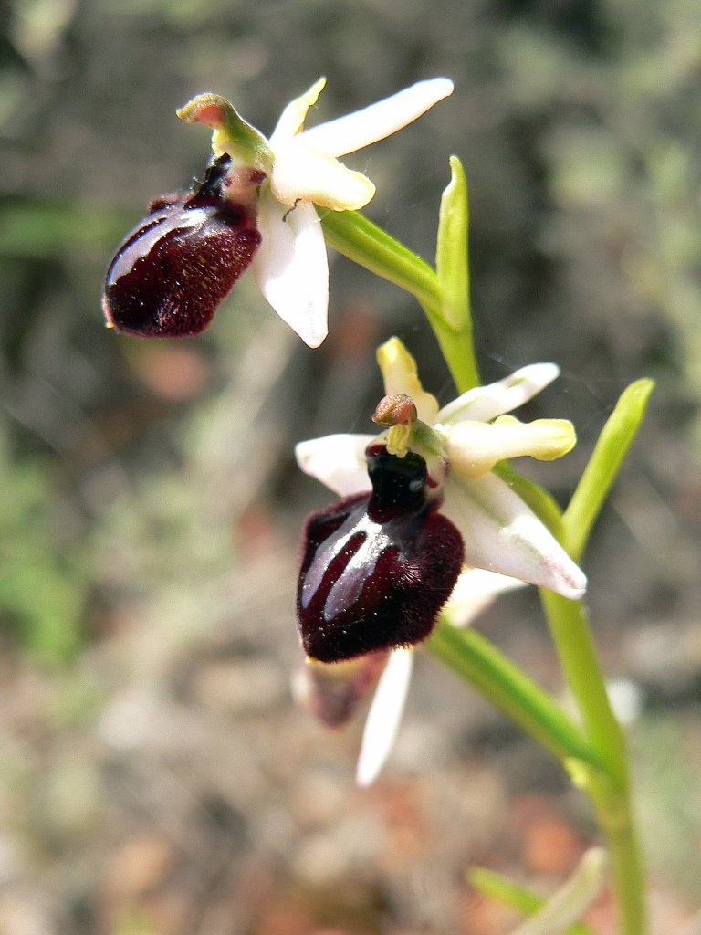 Flora de Pezuela de las Torres, Flor de araña (Ophrys holoserica) by Jose Luis hernandez …