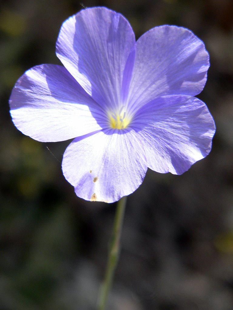 Flora de Pezuela de las Torres, El lino (Linum usitatissimum) by Jose Luis hernandez …