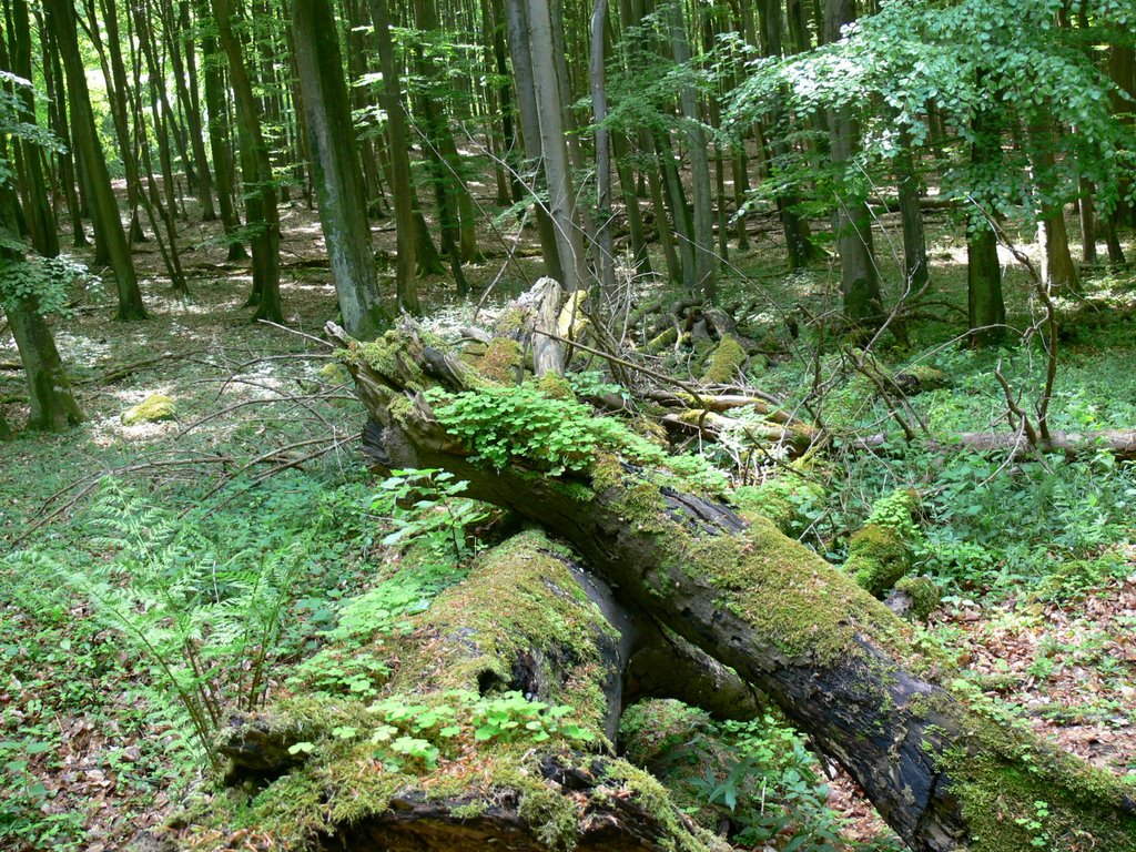 Alter Baum im Nationalpark am Königstuhl by jansteinhauer