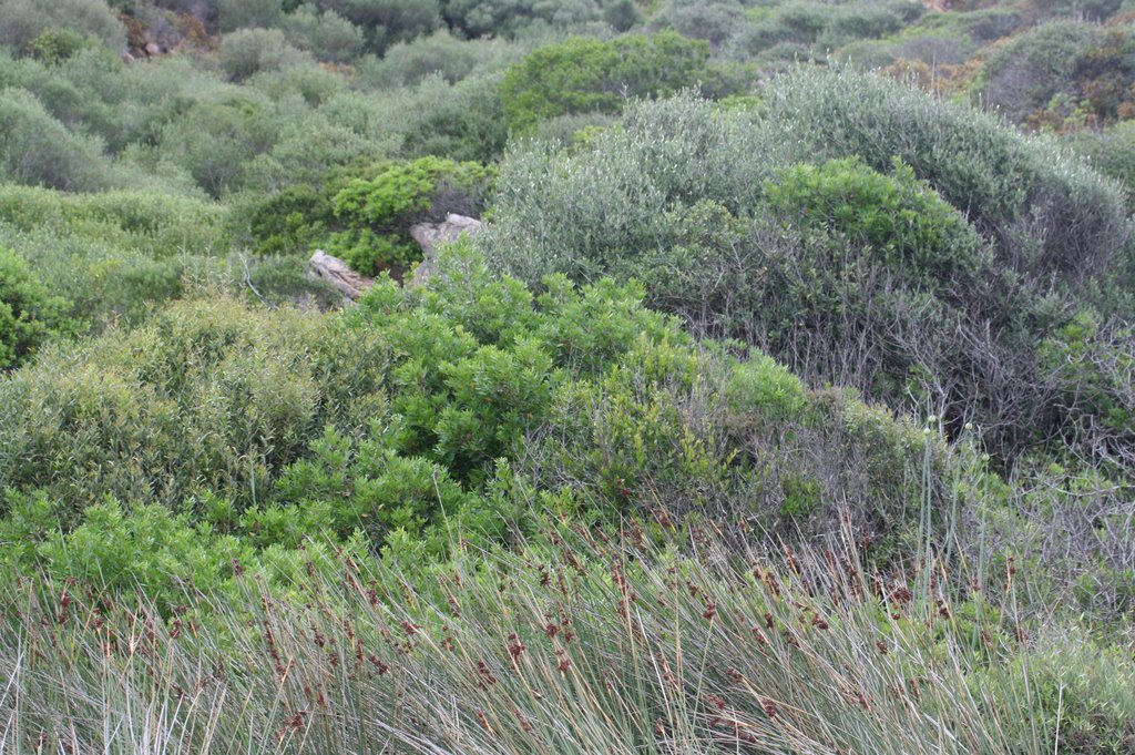 La macchia mediterranea sarda by luigi.feletto