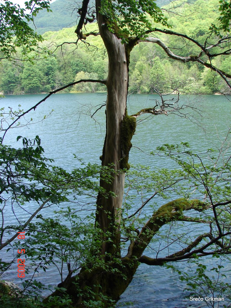 Biogradsko jezero by GSreco