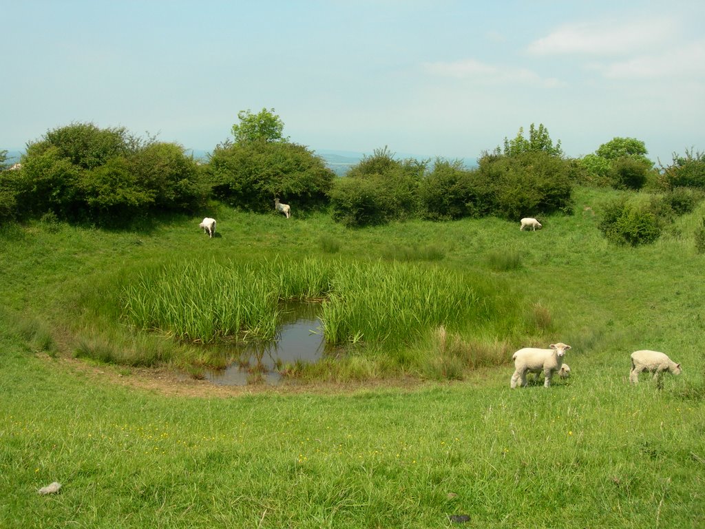 Chanctonbury dew pond by christiancourt