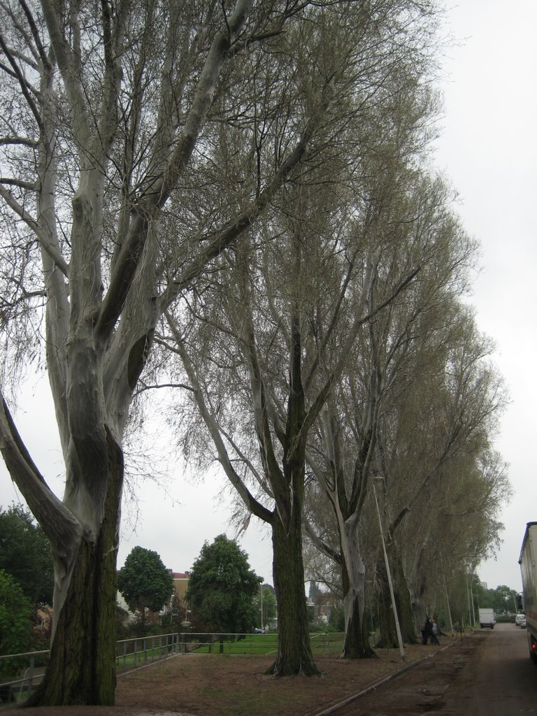 Rupsen invasie Rotterdam-Spuikade-26-05-09-De gehele straat met bomen ingepakt en kaalgevreten door de rupsen. by Ger.Roodbol