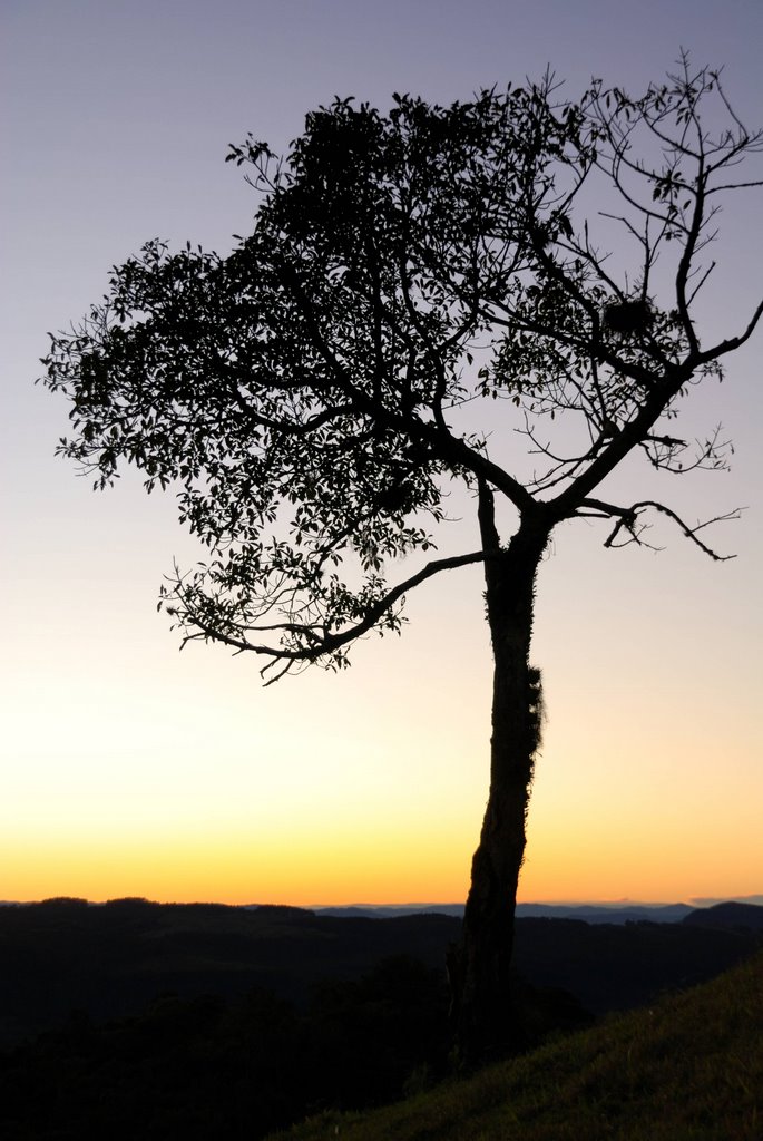 Arvore na Serra do corvo Branco - Grão Para - www.antonellofotos.com by ANTONELLO FOTOS