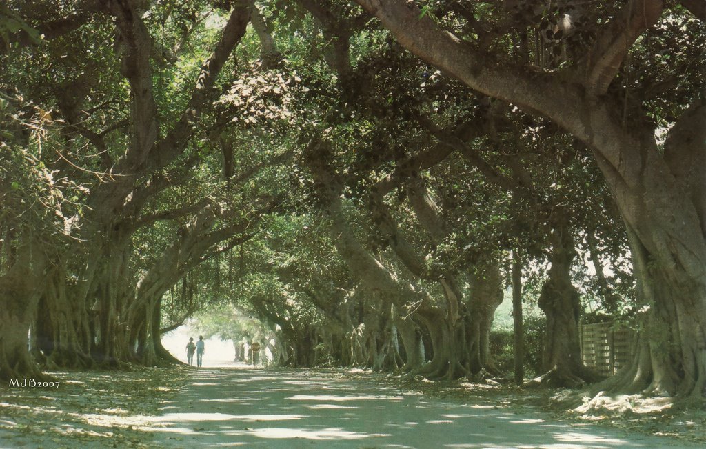 Banyan St/ Before the hurricanes by MJB St Pete