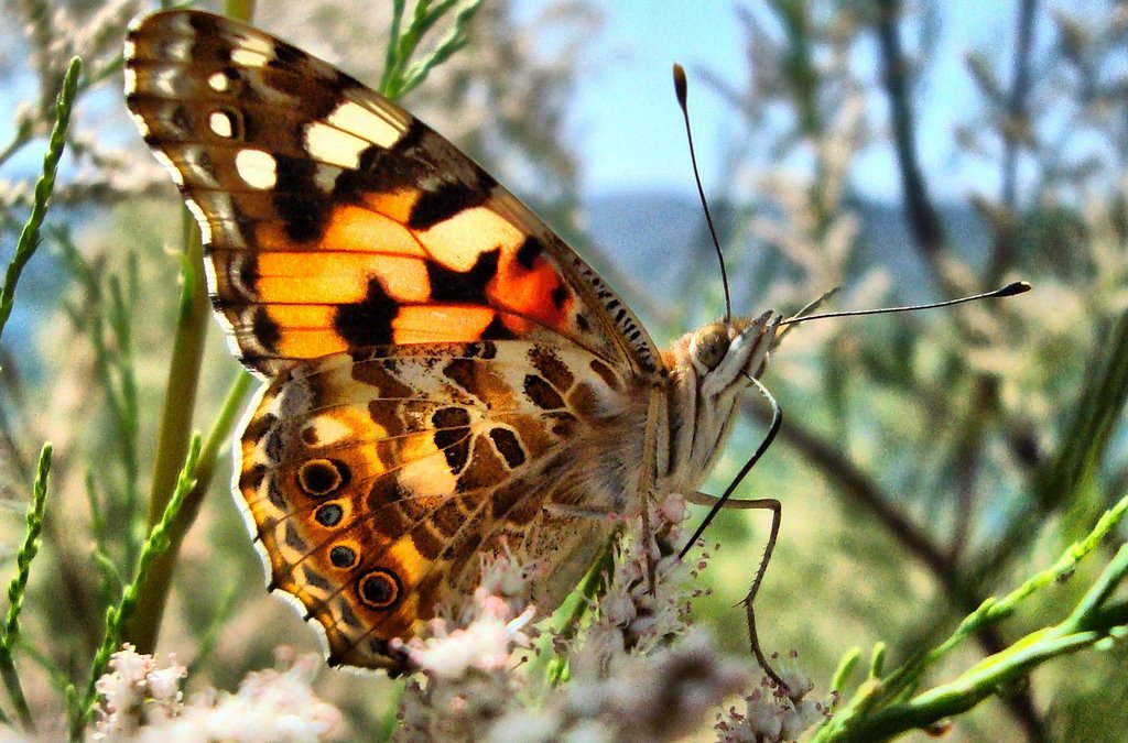 Butterfly-Hazar lake -Elazığ by Haluk Comertel