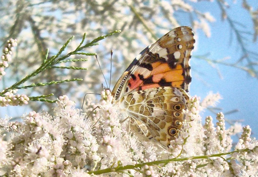 Butterfly-Hazar lake-Elazığ by Haluk Comertel