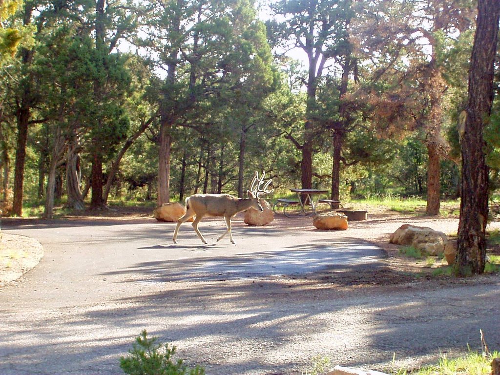 A stag at the Mather Campground, Grand Canyon National Park by Fred Camacho