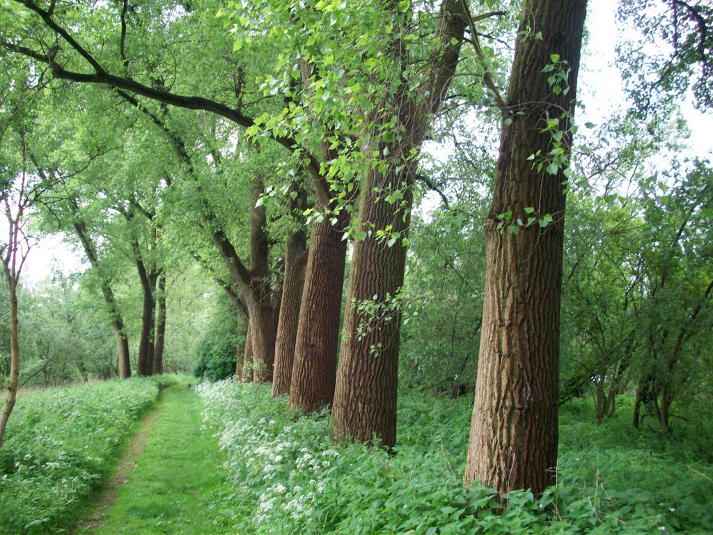 Biesbosch Holland by Jeanette @