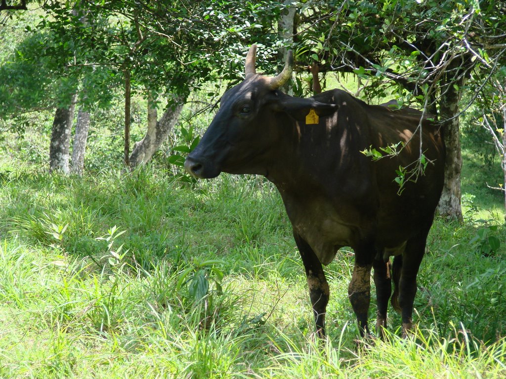 Finca de Chorro, El Jocote de Pocosol by Jorge Chinchilla