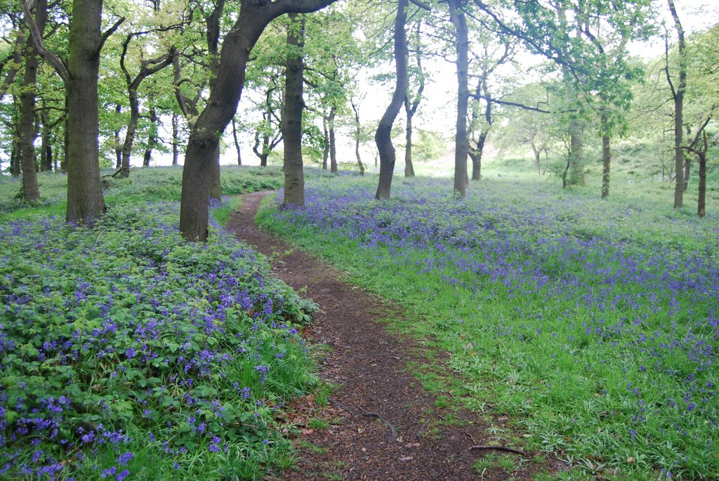 Bluebell wood on Roseberry Topping by bob@stockton