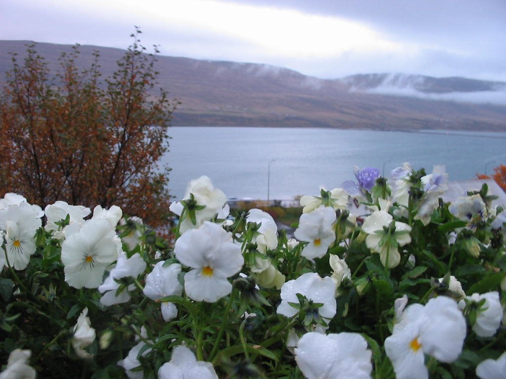 View from Akureyri by Roman Z