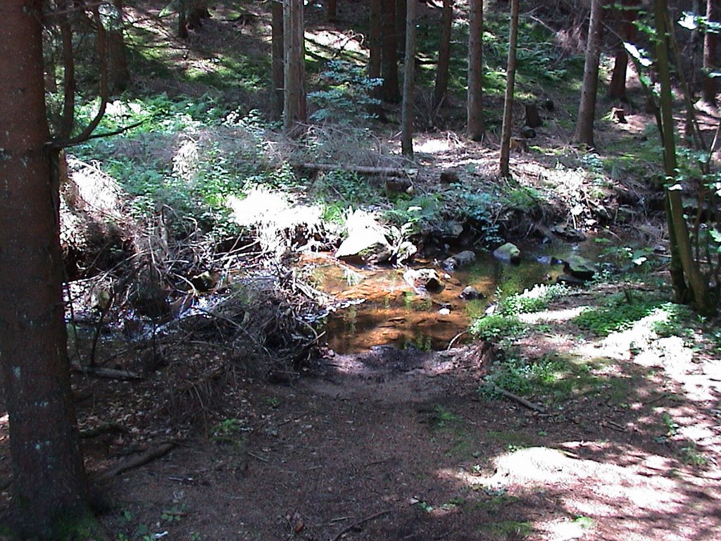 Wald beim Sauerborn bei Schwollen by Dirk S