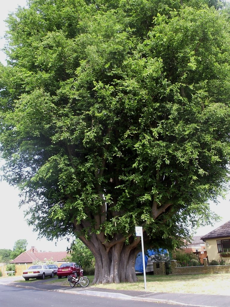 Ancient Carcasian Elm. by rodfryatt