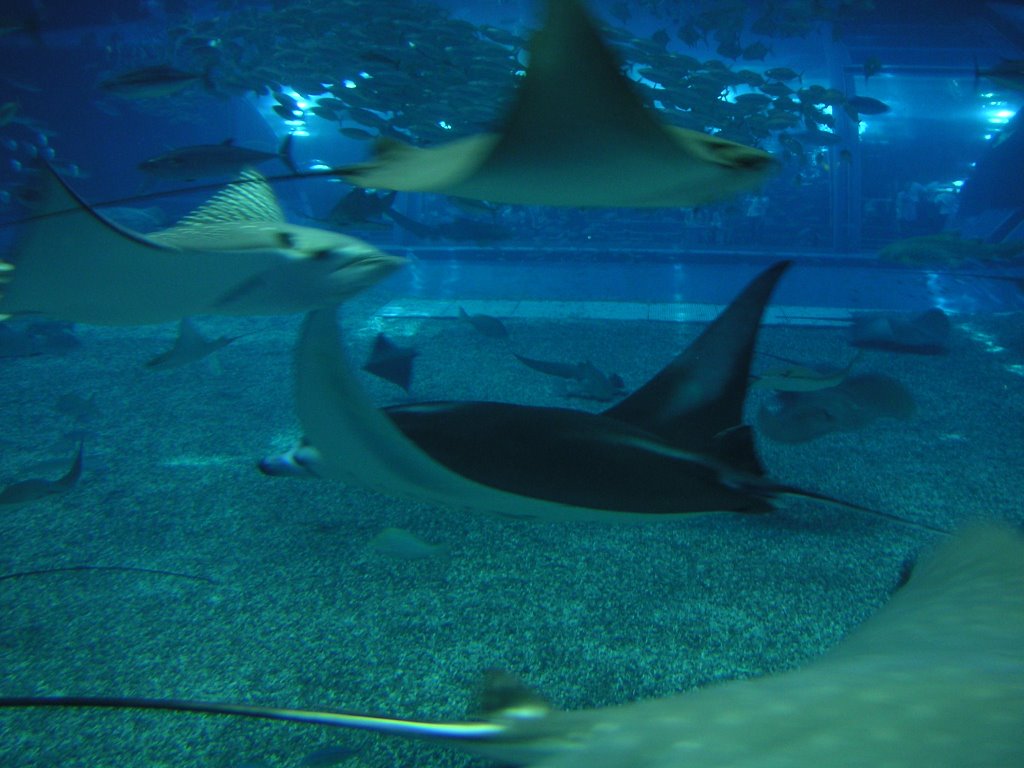 Manta birostris,ocean expo park by havana77