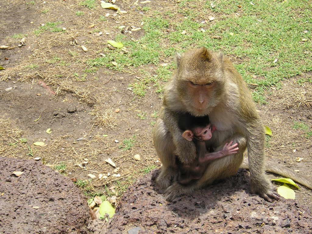 Singes de Lopburi by webmaster15