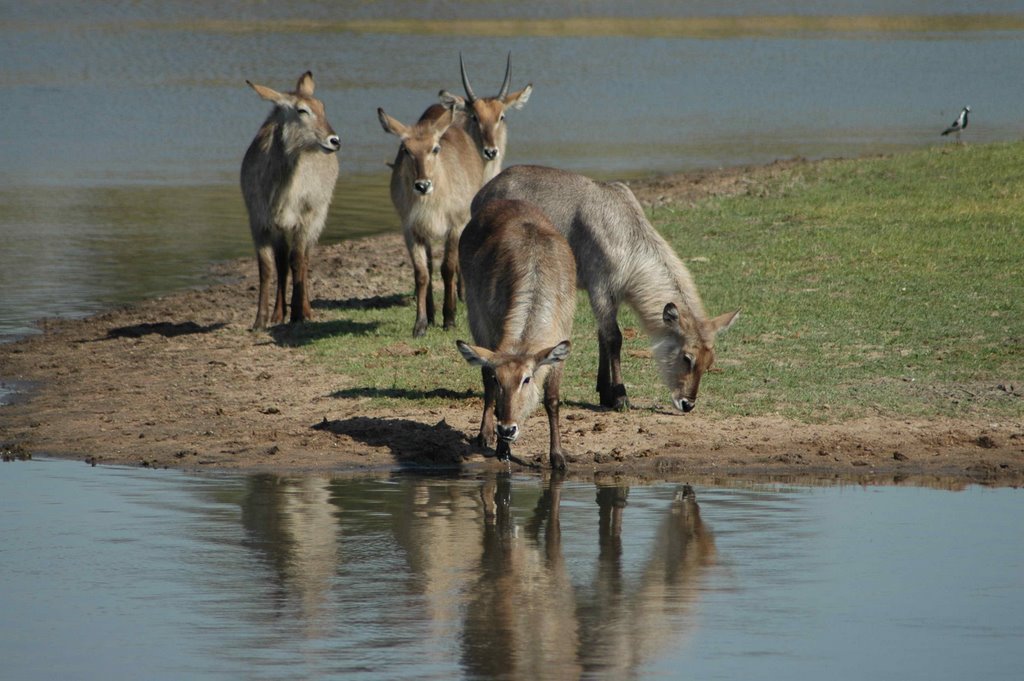 Waterbuck, Kruger Park, ZA by José Pedro Fernandes