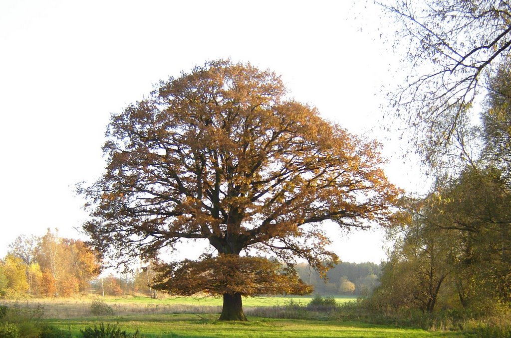 Eiche im Herbst 2005 by Nassenerfurther