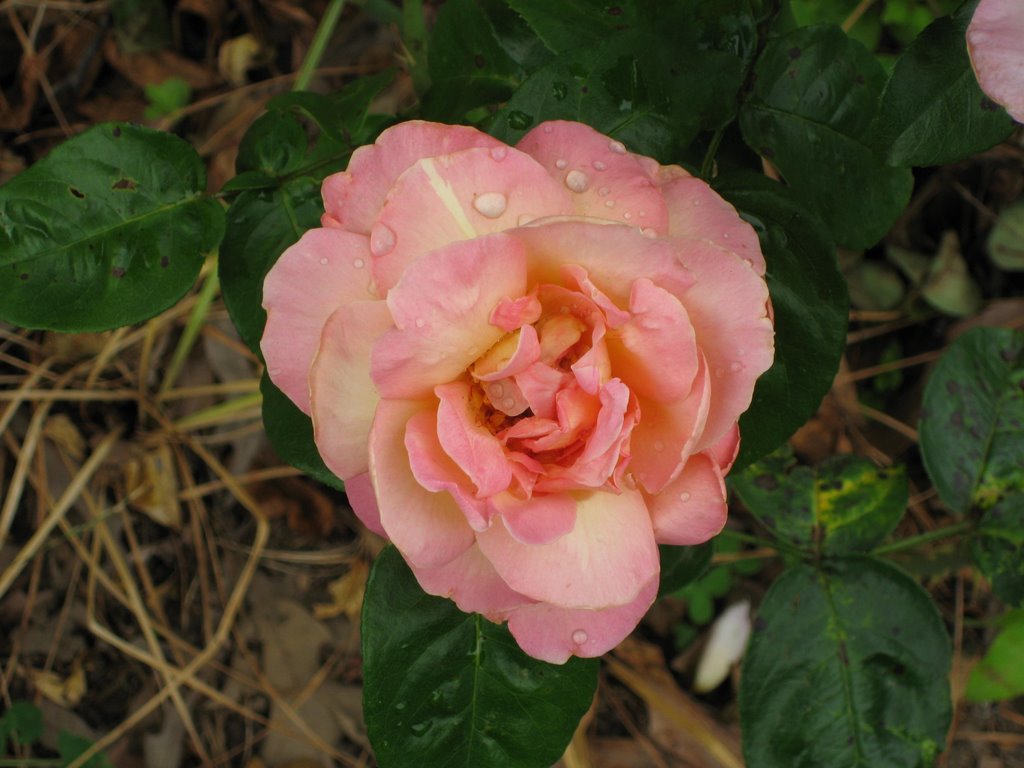 The Hayesville Elementary School Rose, Hayesville, NC by DavidLintonWatters