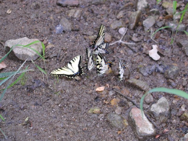 Butterflies relaxing on stream bank by zeei1332