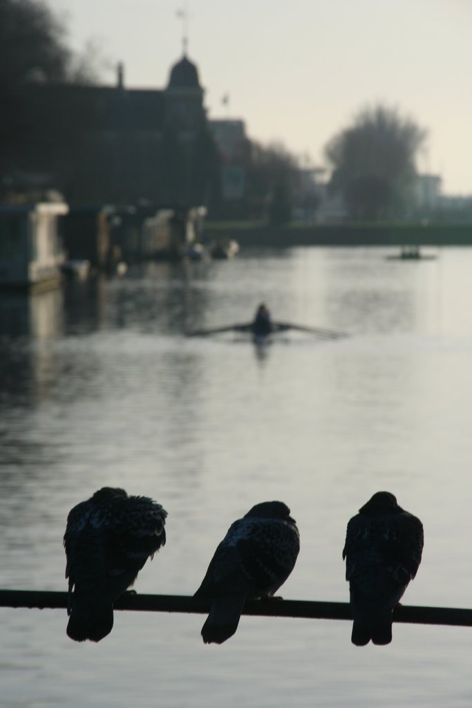 Posting pigeons on the lock of the Merwedekanaal, Utrecht. by Carl030nl