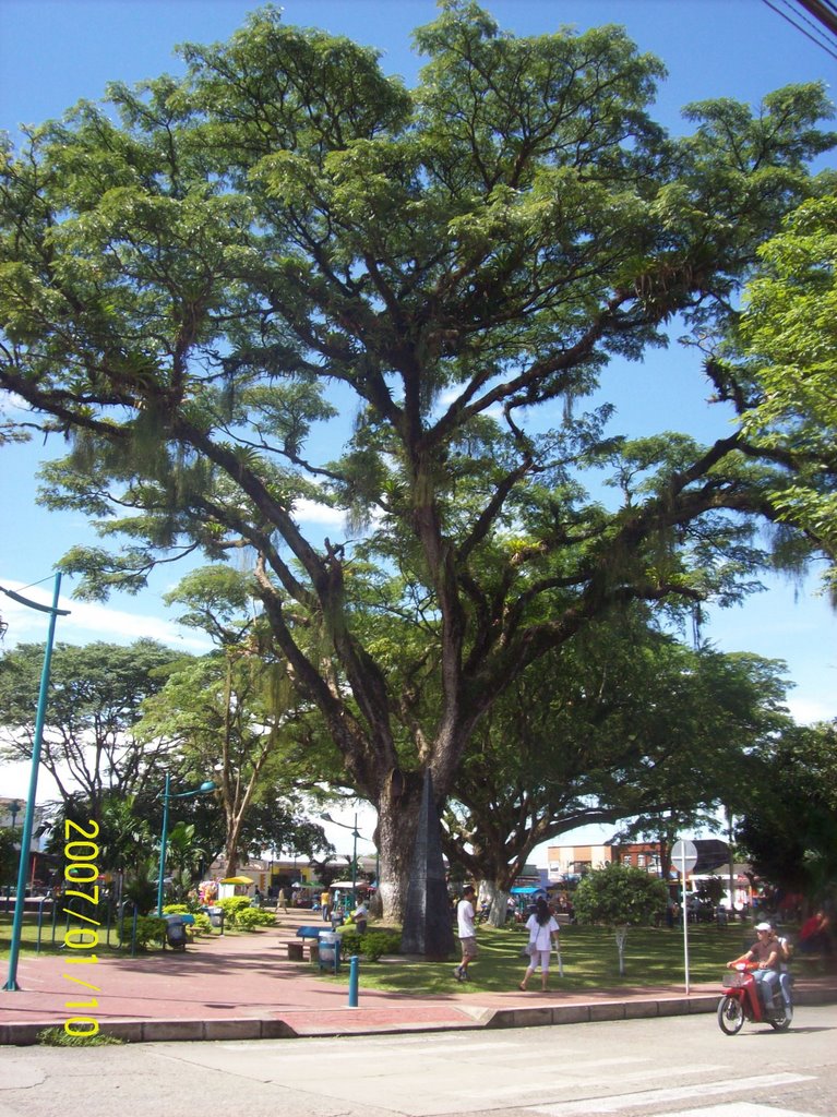 Acacia en Acacias Meta by diegofernando