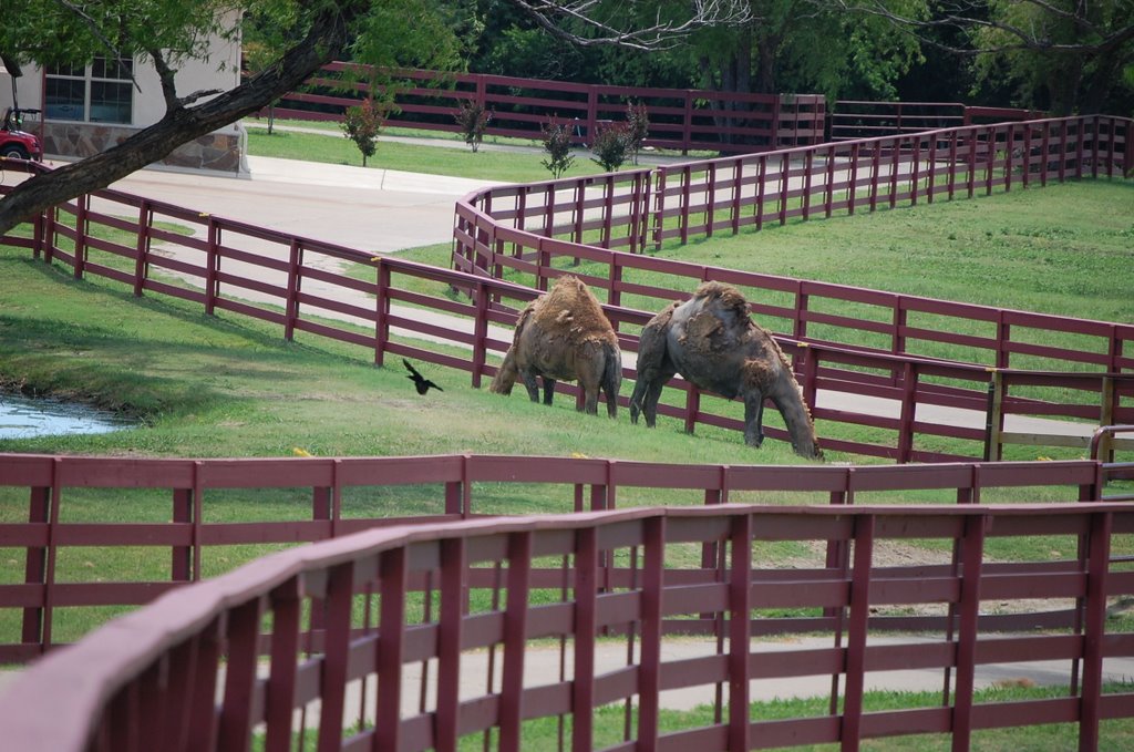 Camel in Texas?, St Paul, TX by Salatico