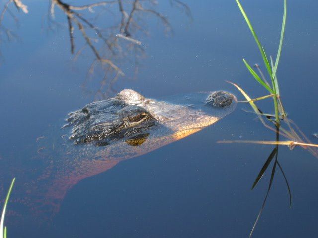 Crocodile in Ding Darling Wildlife Park by luc chicoine