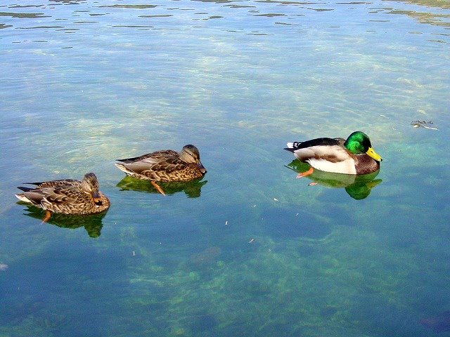 Goose on Taisyouike Pond by ayusann