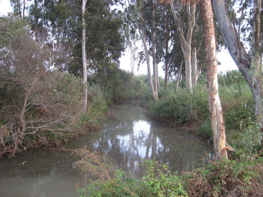 Akliptus trees on the brook by yairar