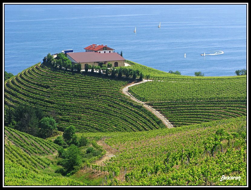 Viñedos en primavera (Getaria) by M. Bascaran