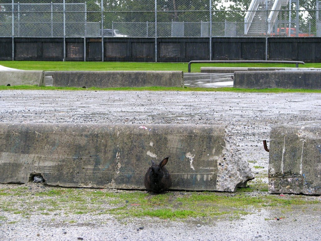 Black bunny at the Lacrosse box by Nawitka