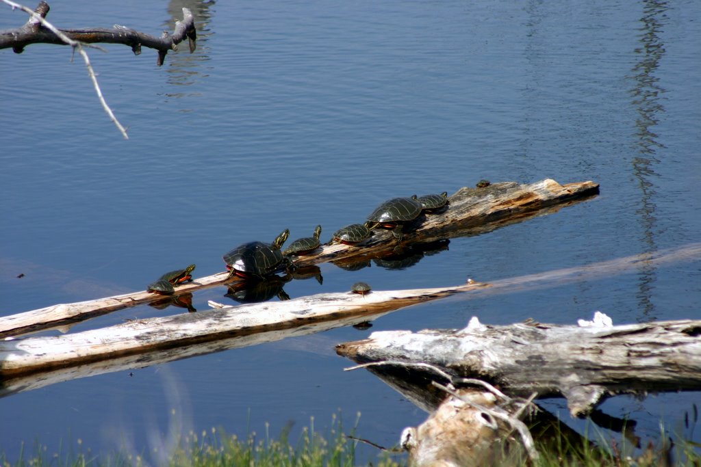 Turtles in early morning sun. by listed