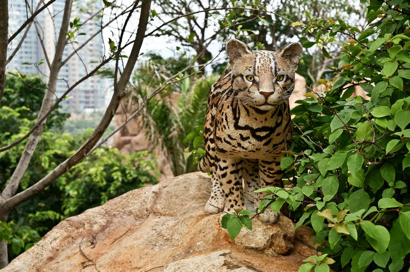 Noah's Ark Hong Kong by Holok