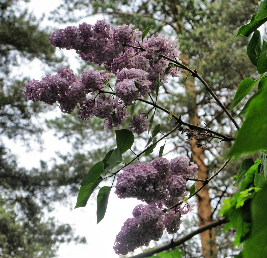 Ramensky District, Moscow Oblast, Russia by Andris Malygin