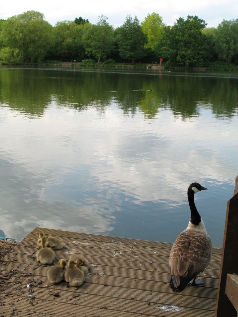 South norwood lake by Cjewiss