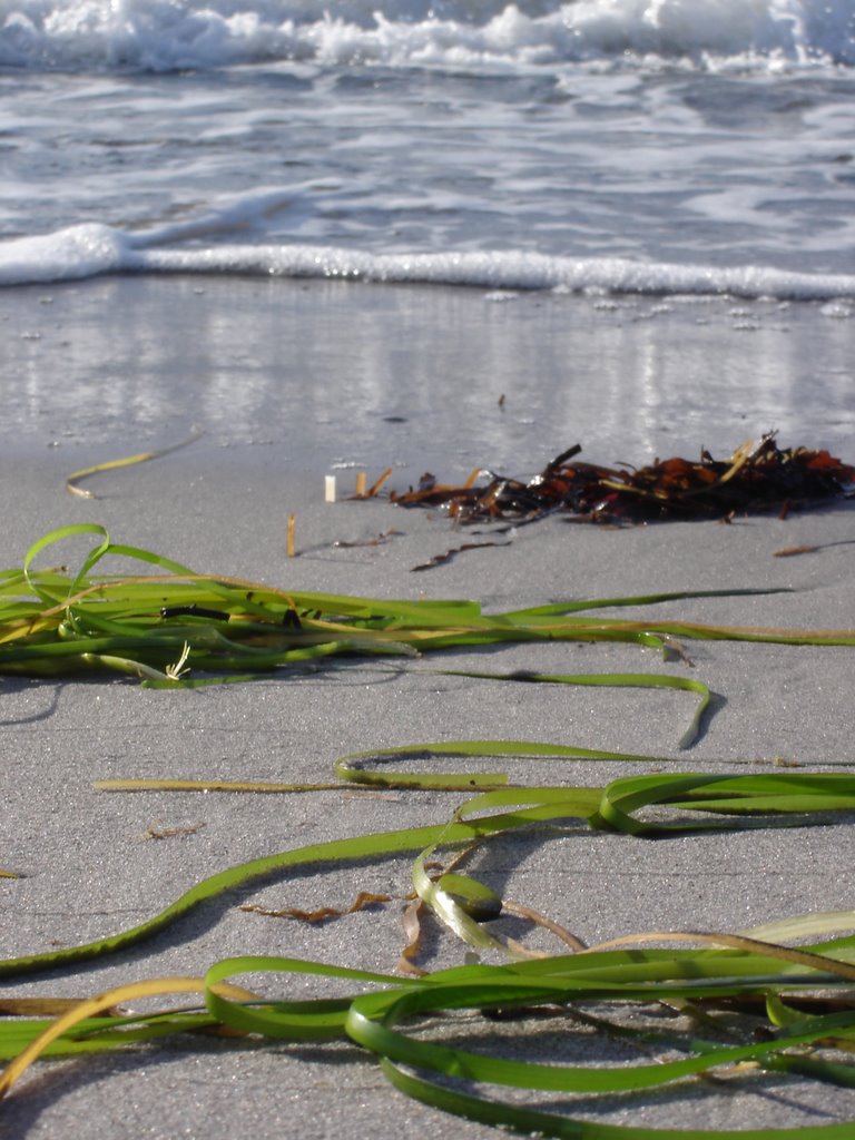 Strand in Nordwestseeland by s-roepke