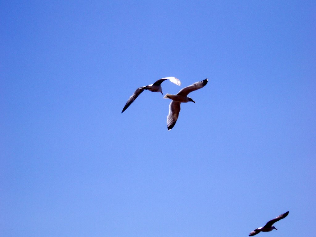 Seagulls by pavelsirotin