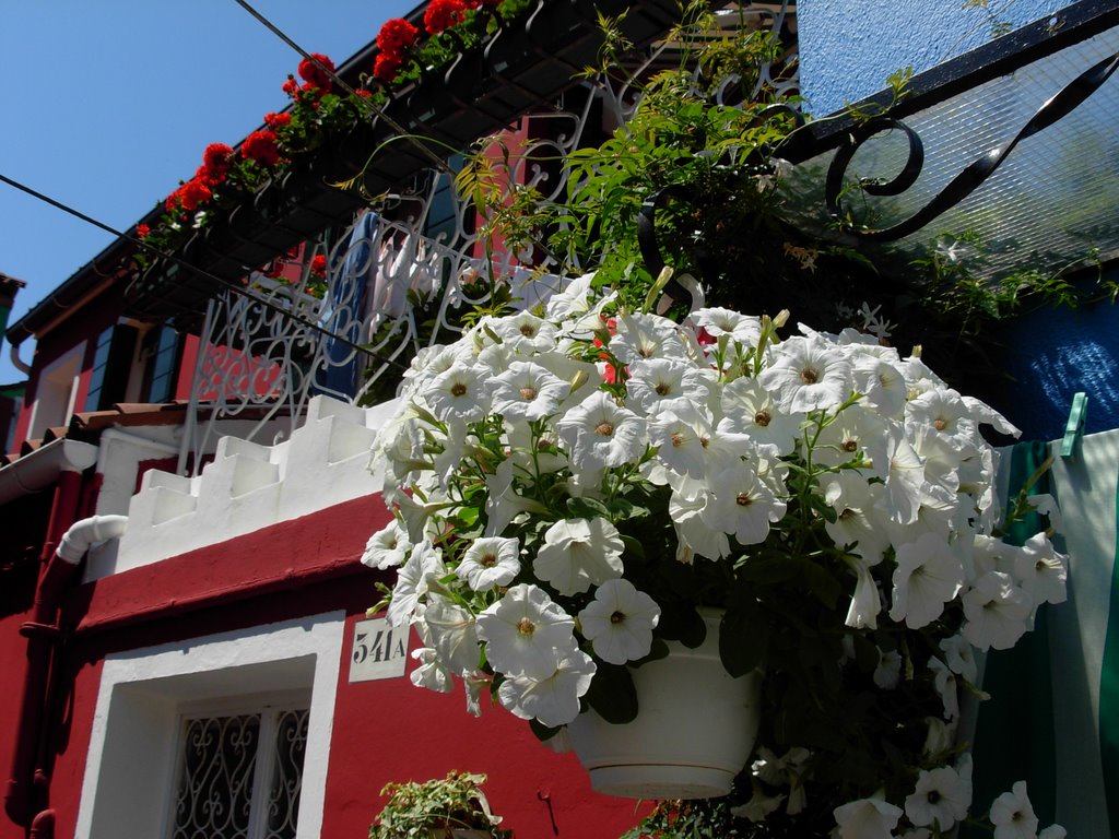 Flowers on Burano by Lukas25