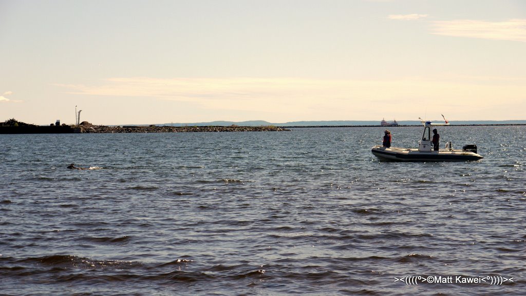 Boat following the deer ashore by E4N Photography