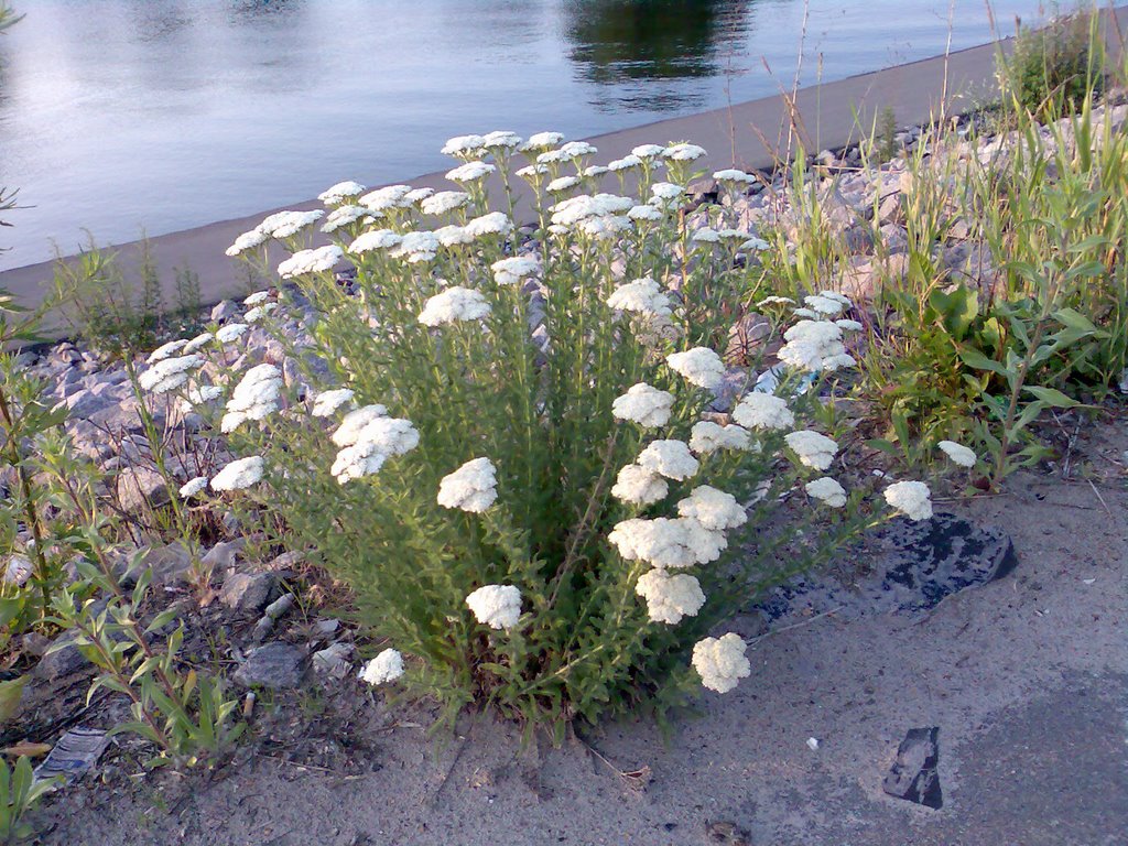 Flores na beira da bahia do rio by Jeru Berau