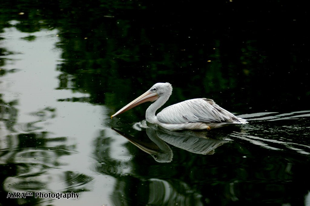 Finally my pelican came back by TV Al-Islah