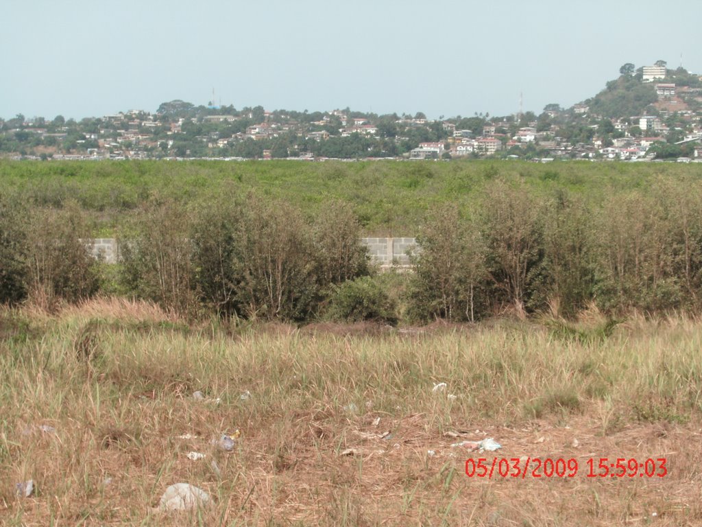 Mangrove Swamp along Lumley Beach by mudiama kammoh