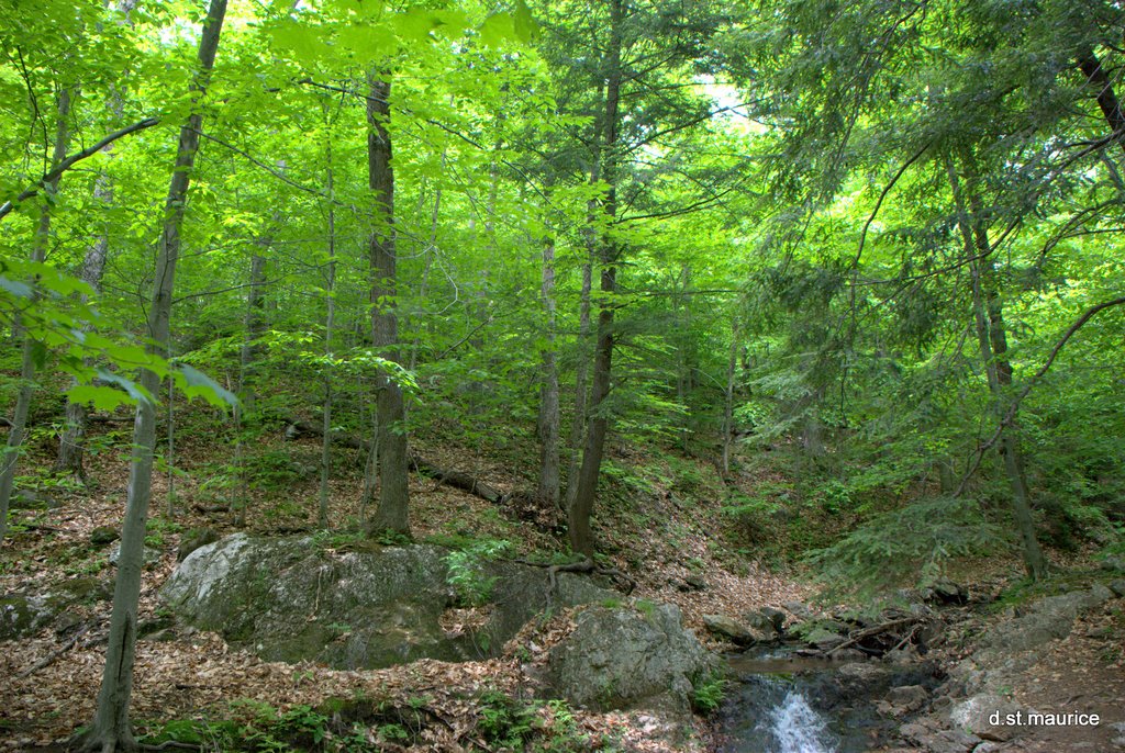 Sentier des chutes, Résidence d'Été de Makenzie-King by Denis Saint-Maurice